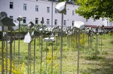 Neuer Gedenkort für die Opfer des Krankenmordes am Gelände des Landeskrankenhauses Hall in Tirol
