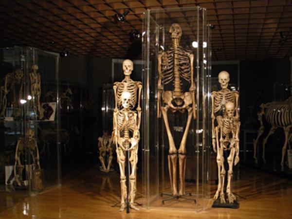 Anatomisches Museum Innsbruck (Anatomie Ibk).jpg